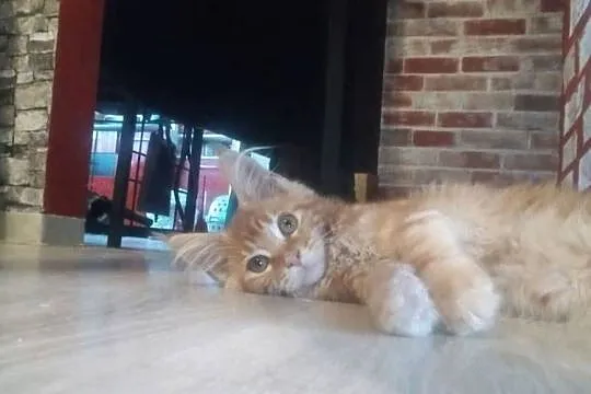 George Maine Coon, Pomorskie, Starogard Gdański