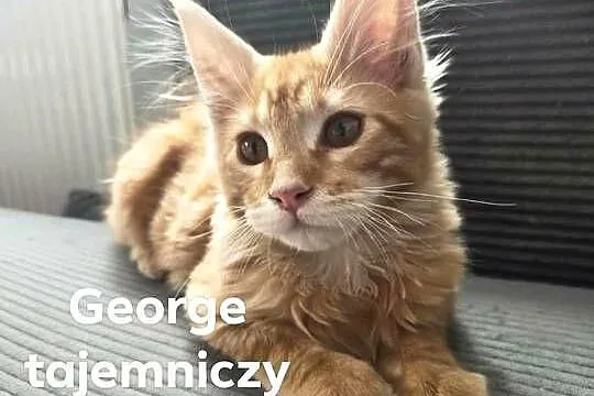 George Maine Coon, Pomorskie, Starogard Gdański