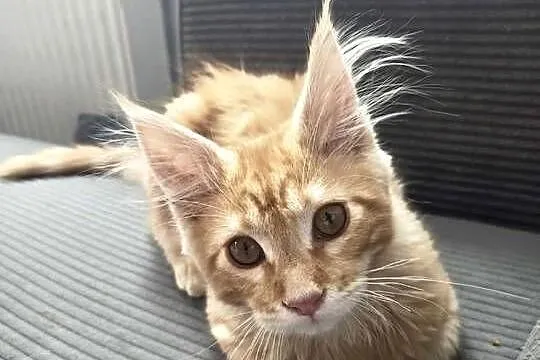George Maine Coon, Pomorskie, Starogard Gdański