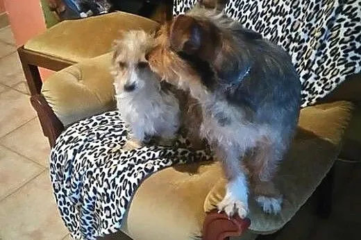 Fifi i Dafne dwupak pełen miłości, pomorskie Rumia