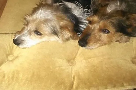 Fifi i Dafne dwupak pełen miłości,  pomorskie Rumi