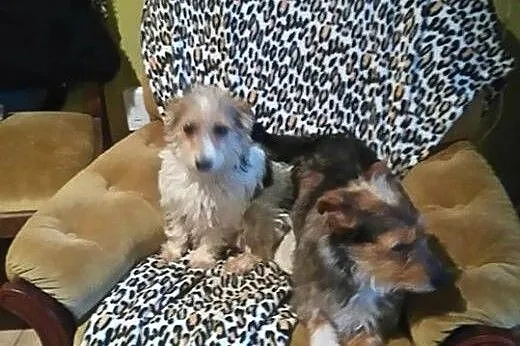 Fifi i Dafne dwupak pełen miłości,  pomorskie Rumi