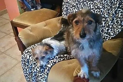 Fifi i Dafne dwupak pełen miłości,  pomorskie Rumi