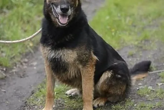 Bandi, Śląskie, Gliwice