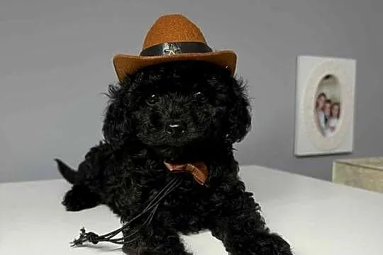 Piesek pudel toy