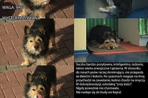 Jogi i Pusia - dwa psie staruszki szukają nowego d