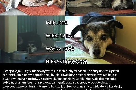 Jogi i Pusia - dwa psie staruszki szukają nowego d