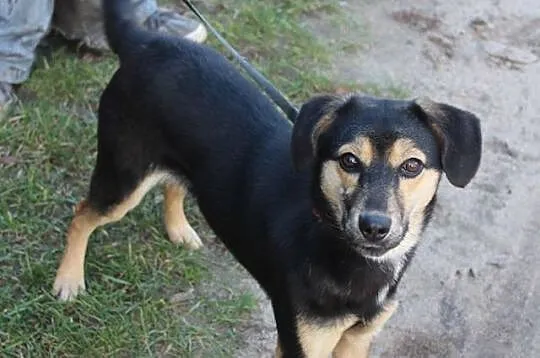 Stella, 6 miesięczny SZCZEANIAK szuka domu