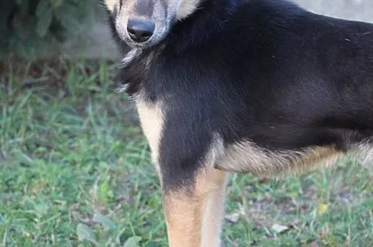 Stella, 6 miesięczny SZCZEANIAK szuka domu