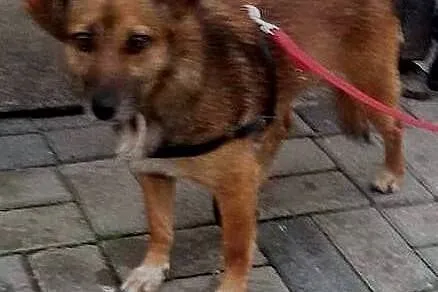 Mimi wierna i kochana sunia szuka domu na zawsze ,
