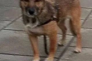 Mimi wierna i kochana sunia szuka domu na zawsze ,