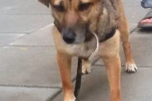 Mimi wierna i kochana sunia szuka domu na zawsze ,