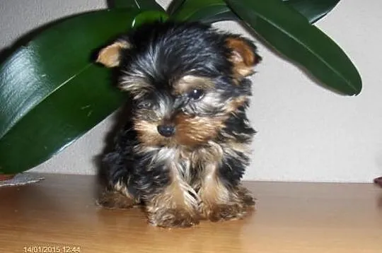 Yorki! York shire terrier!
