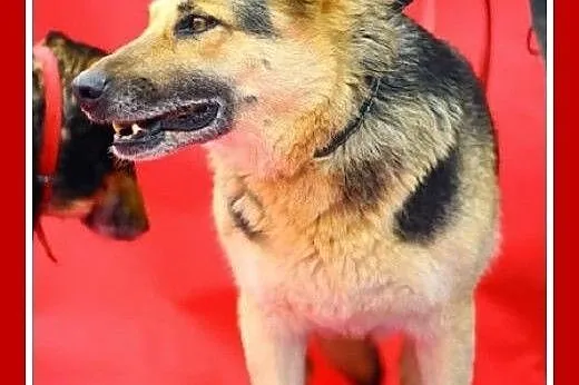 Idealna suczka owczarek mix,zrównoważona,łagodna,u