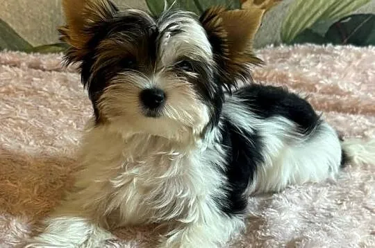 Suczki Biewer Yorkshire Terrier FCI / ZKwP