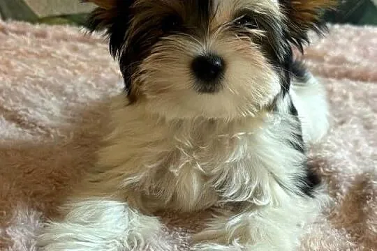 Suczki Biewer Yorkshire Terrier FCI / ZKwP, Dolnośląskie, Głuszyca