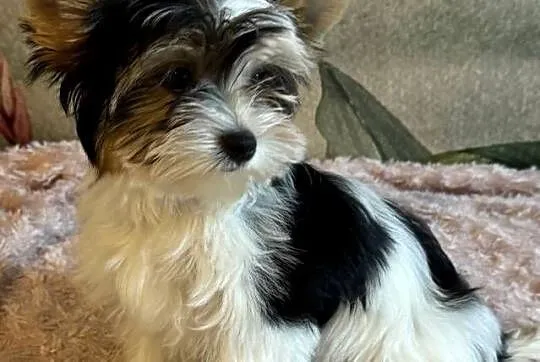 Suczki Biewer Yorkshire Terrier FCI / ZKwP, Dolnośląskie, Głuszyca