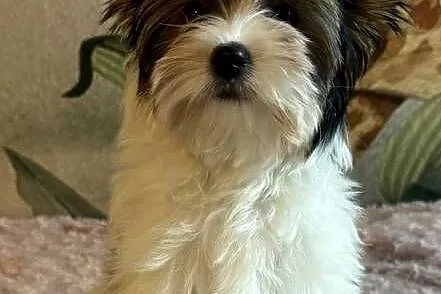 Suczki Biewer Yorkshire Terrier FCI / ZKwP, Dolnośląskie, Głuszyca
