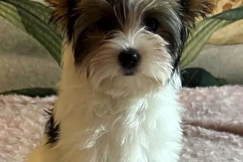 Suczki Biewer Yorkshire Terrier FCI / ZKwP, Dolnośląskie, Głuszyca