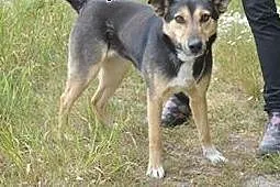 Jagna do adopcji,  wielkopolskie Poznań