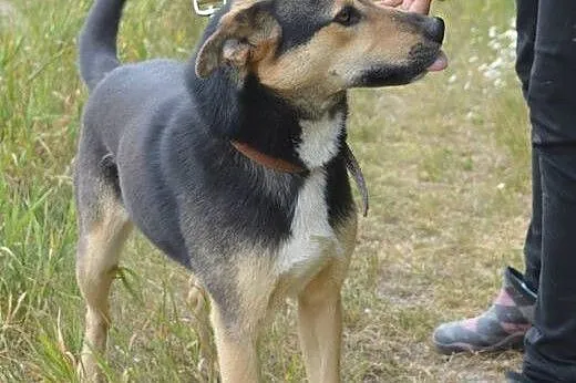 Jagna do adopcji,  wielkopolskie Poznań