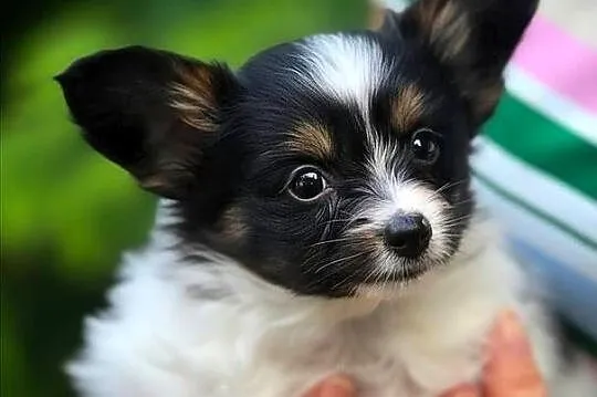 Papillon szczeniak