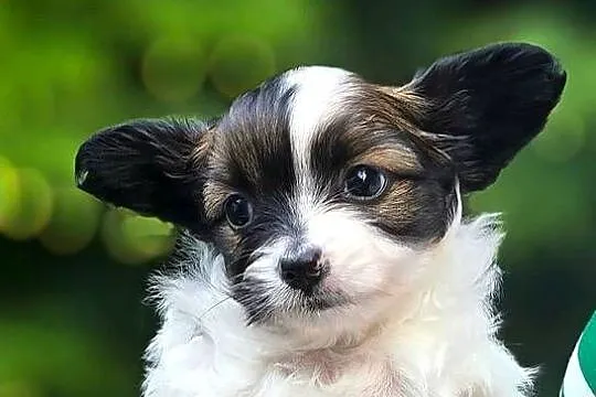 Papillon szczeniak, Pomorskie, Bielkówko