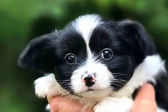 Papillon szczeniak, Pomorskie, Bielkówko