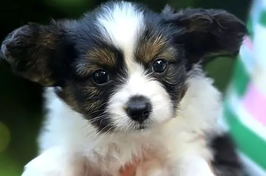 Papillon szczeniak, Pomorskie, Bielkówko