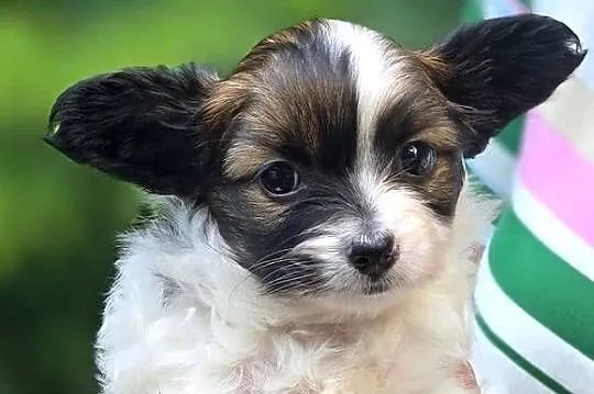 Papillon szczeniak, Pomorskie, Bielkówko