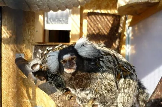 Sprzedam młode, oswojone małpki Uistiti białouche (Callithrix jacchus), Śląskie, Żory