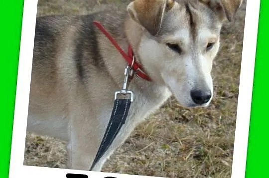 JOO przyjacielski,chętny do zabawy, kontaktowy, przytulaśny_Adopcja_