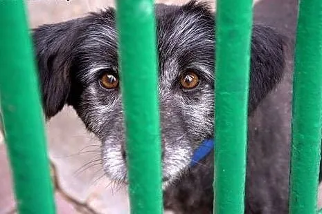 Shadow - czy spędzi kolejną zimę w schronisku?, mazowieckie Żyrardów