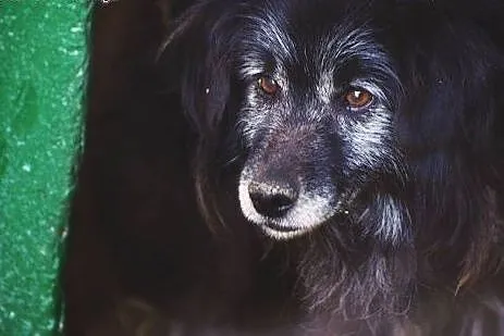 Shadow - czy spędzi kolejną zimę w schronisku?,  m