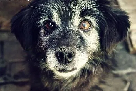 Shadow - czy spędzi kolejną zimę w schronisku?,  m