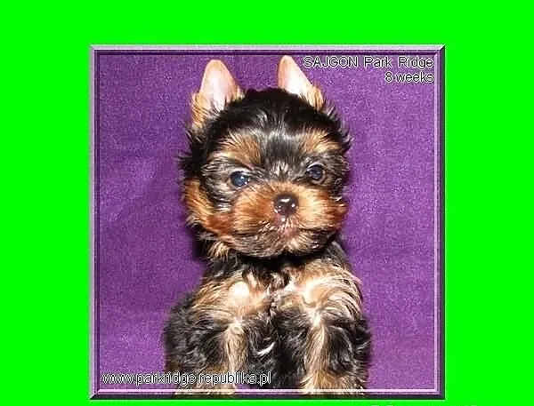 SAJGON-york,yorki,piesek,rodowód ZKwP, waga-0,8 kg