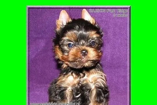 SAJGON-york,yorki,piesek,rodowód ZKwP, waga-0,8 kg