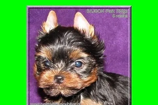 SAJGON-york,yorki,piesek,rodowód ZKwP, waga-0,8 kg