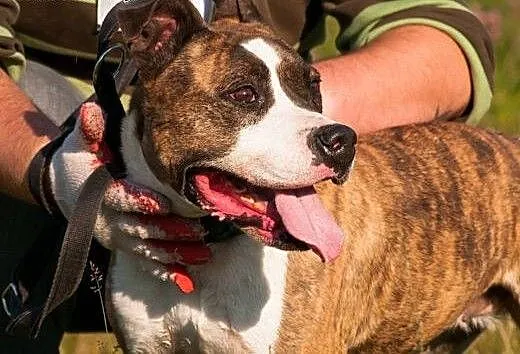 Cudowna Ari do adopcji- Amstaff , mazowieckie War