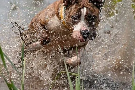 Cudowna Ari do adopcji- Amstaff ,  mazowieckie War
