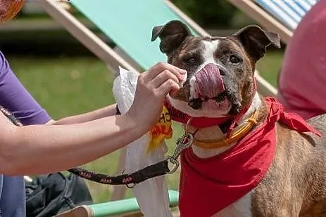 Cudowna Ari do adopcji- Amstaff ,  mazowieckie War