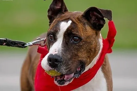 Cudowna Ari do adopcji- Amstaff ,  mazowieckie War