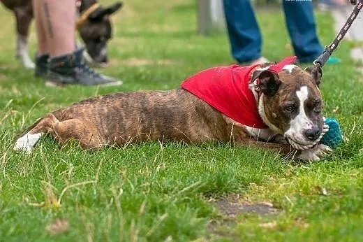Cudowna Ari do adopcji- Amstaff ,  mazowieckie War