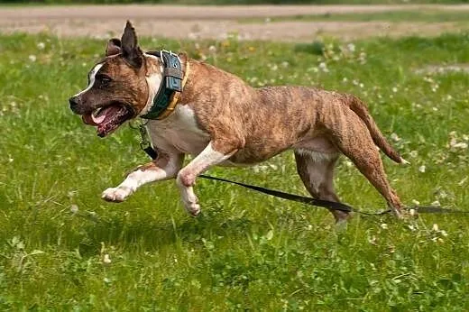 Cudowna Ari do adopcji- Amstaff ,  mazowieckie War