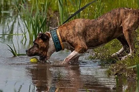 Cudowna Ari do adopcji- Amstaff ,  mazowieckie War