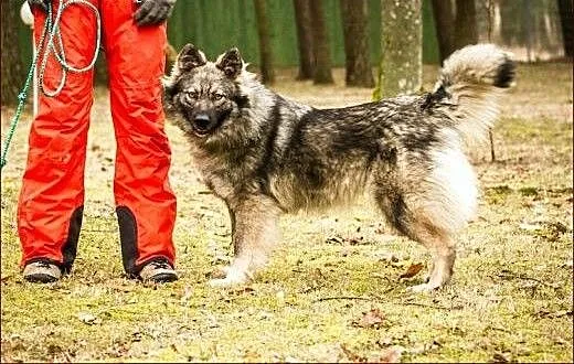 Piękna, szpicowato-wilczasta Mysia :), warmińsko-