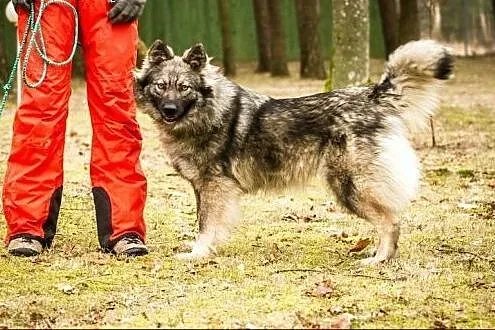 Piękna, szpicowato-wilczasta Mysia :),  warmińsko-