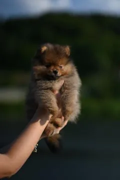 Szpic miniaturowy / pomeranian / boo / samiec orange / FCI, , Kraków