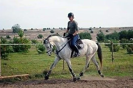 Koń do współdzierżawy, , OLSZTYN