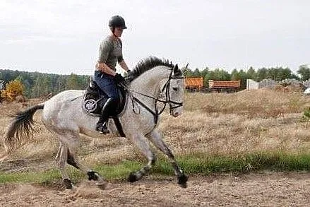 Koń do współdzierżawy, , OLSZTYN